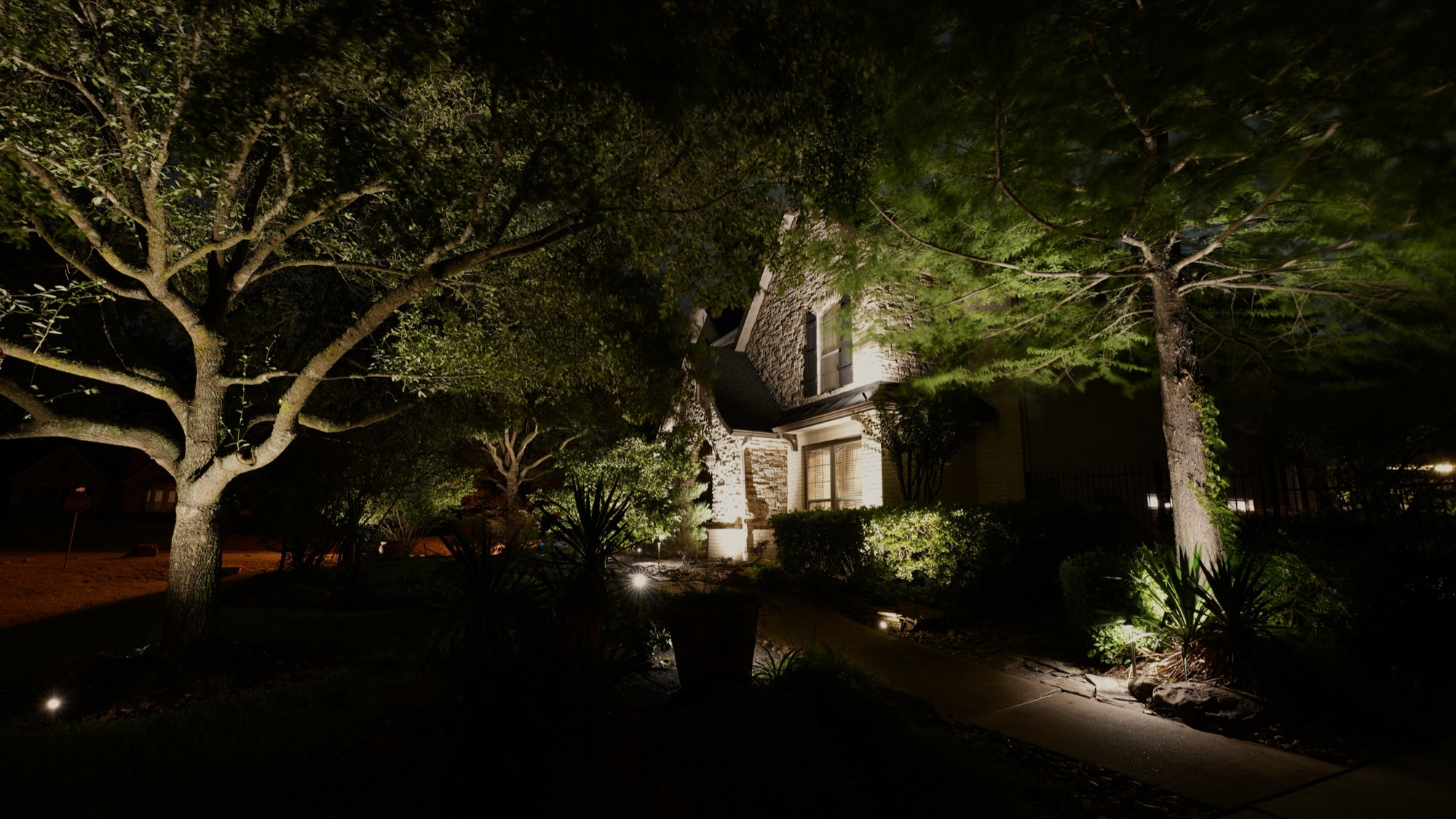 Multiple live oak trees lit from below with path lighting along walkway