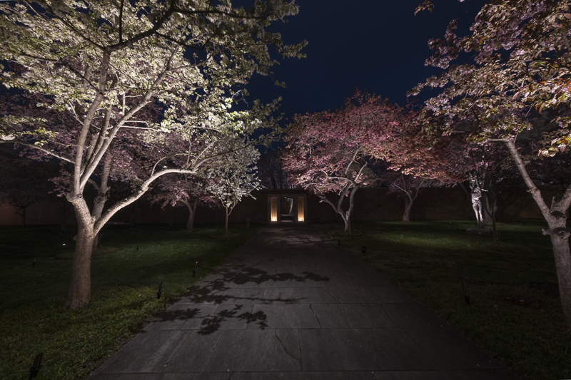 A cherry blossom allée at night, lit to bring out the canopy color